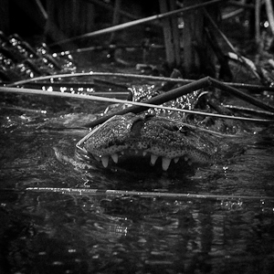 alligator, everglades 2013